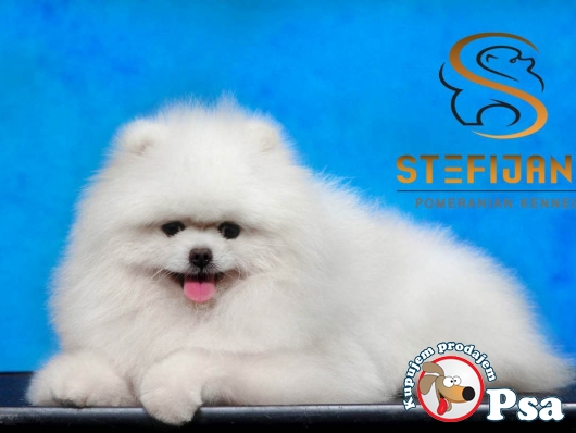 Pomeranski spic Boo musko stene